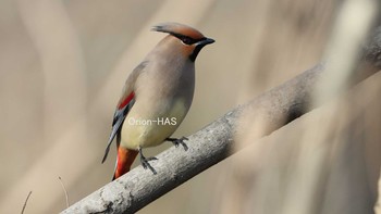 Japanese Waxwing 東京都多摩地域 Sun, 2/28/2021