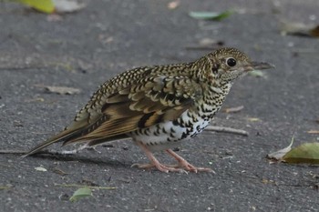 White's Thrush 秋葉公園 Wed, 3/3/2021