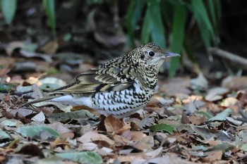 トラツグミ 秋葉公園 2021年3月3日(水)