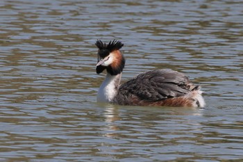 Great Crested Grebe 勅使池(豊明市) Wed, 3/3/2021