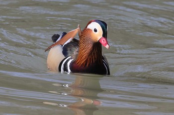 Mandarin Duck 勅使池(豊明市) Wed, 3/3/2021