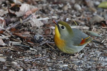 ソウシチョウ 勅使池(豊明市) 2021年3月3日(水)