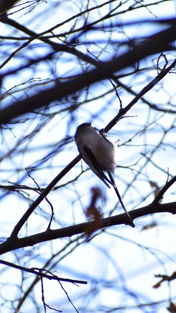 Sun, 2/28/2021 Birding report at 芝川第一調節池(芝川貯水池)