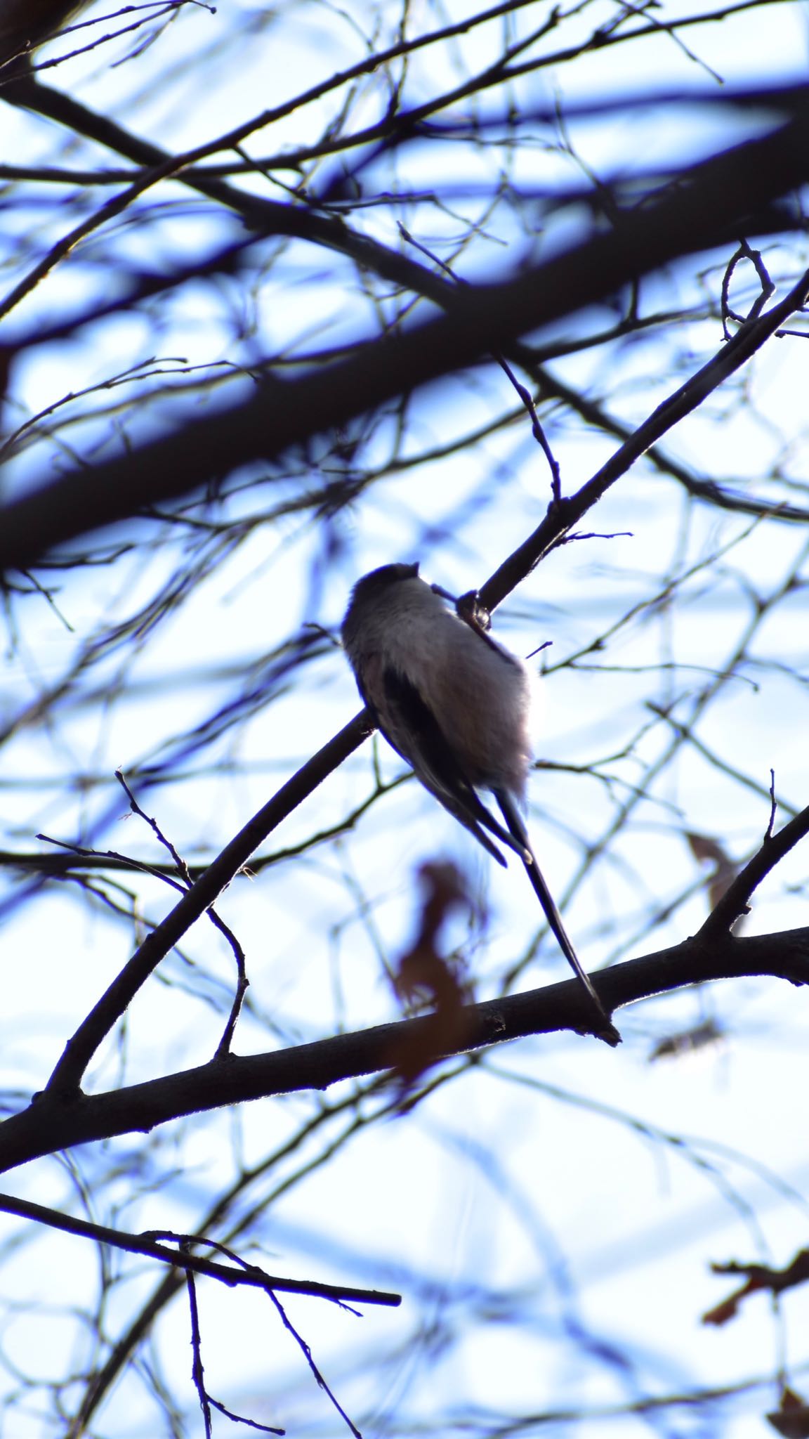 Long-tailed Tit