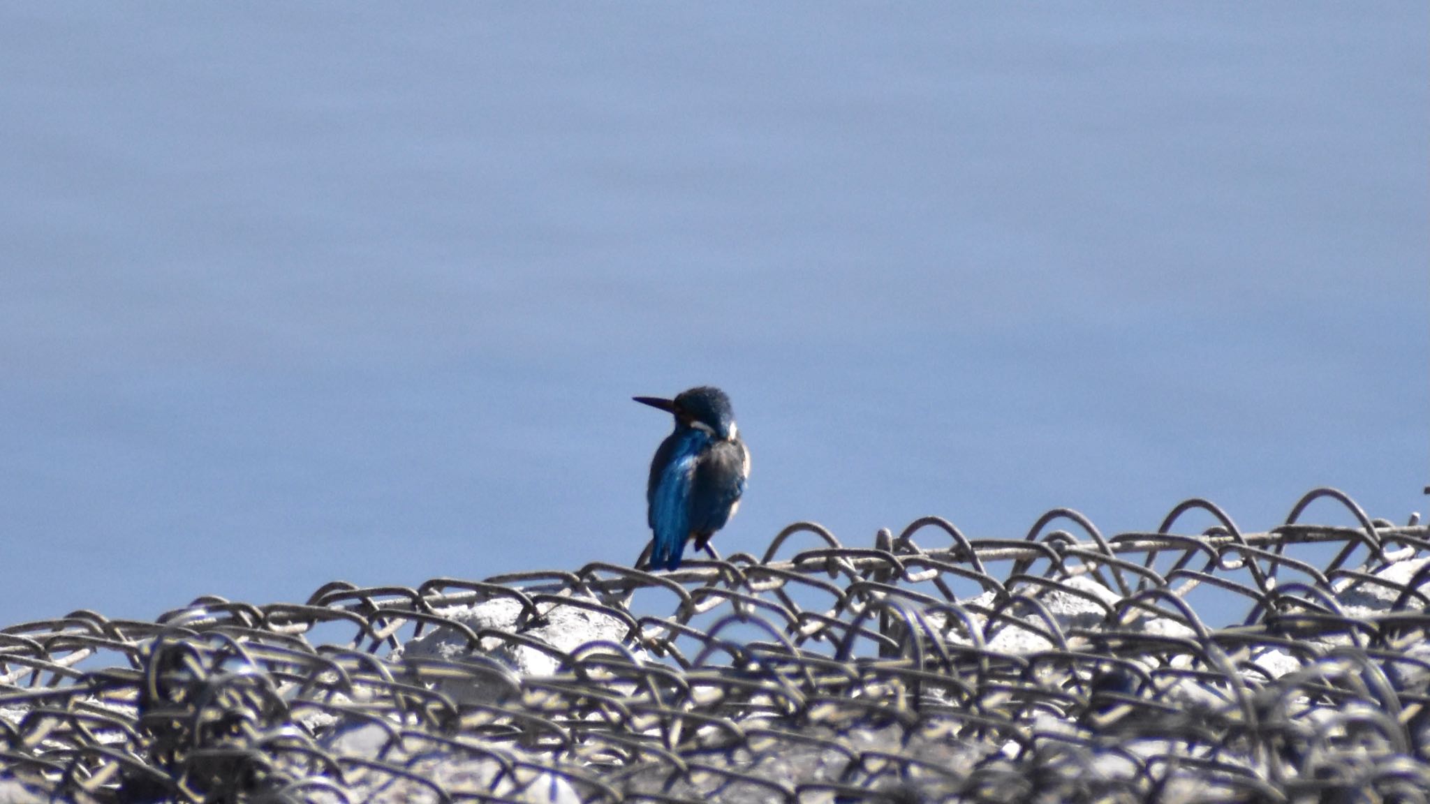 Common Kingfisher