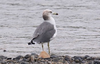 ウミネコ 滋賀県 2016年10月2日(日)