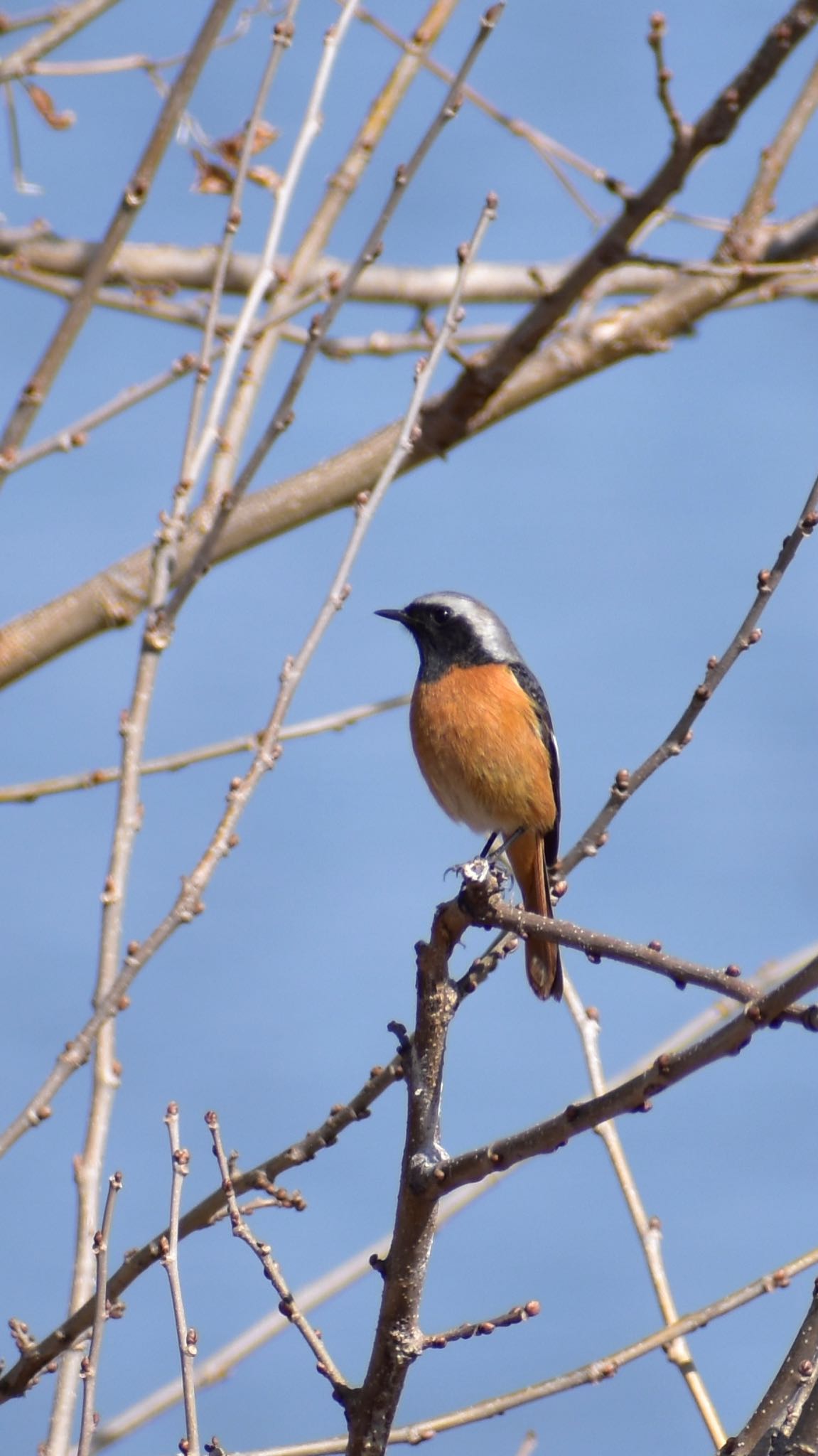 Daurian Redstart