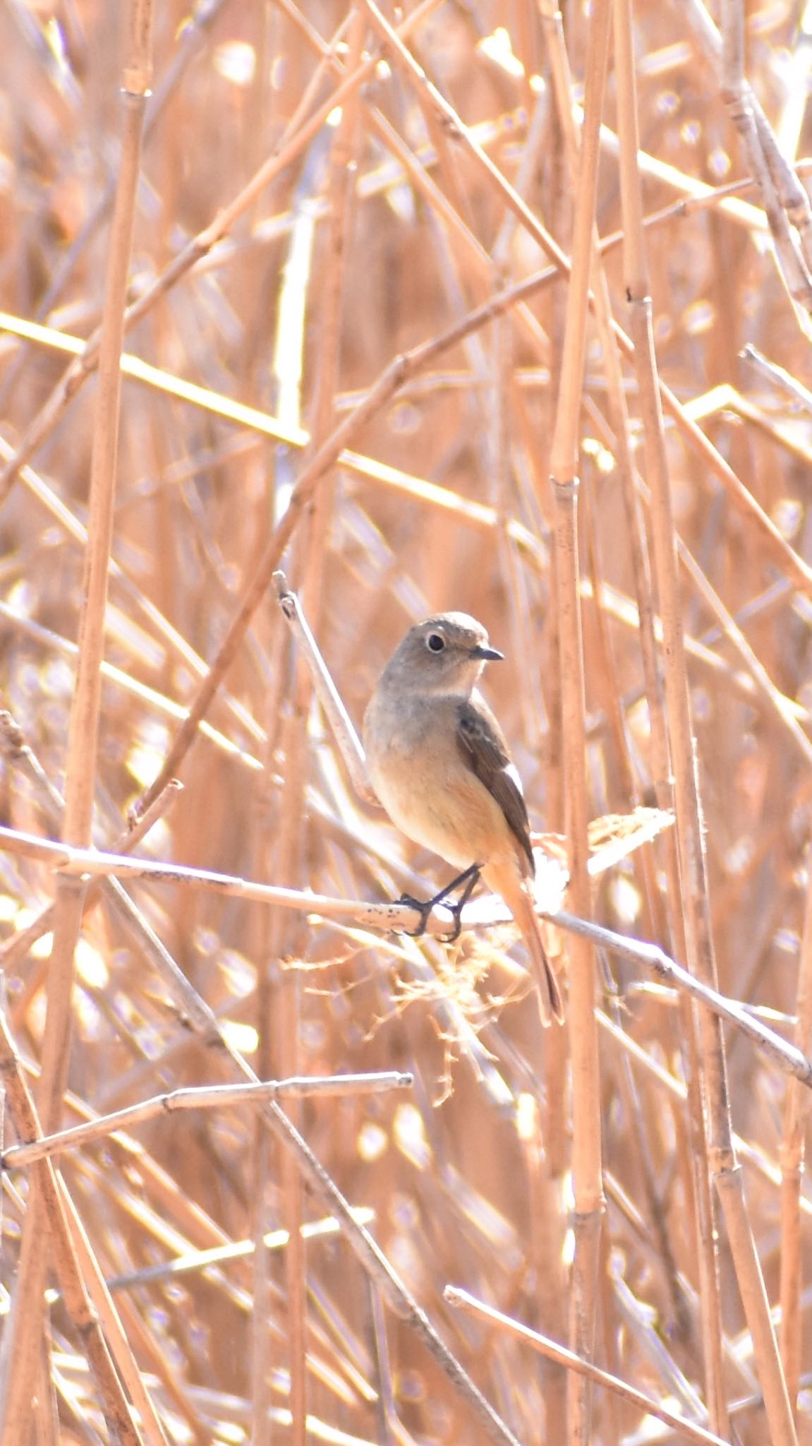 芝川第一調節池(芝川貯水池) ジョウビタキの写真 by 鳥散歩