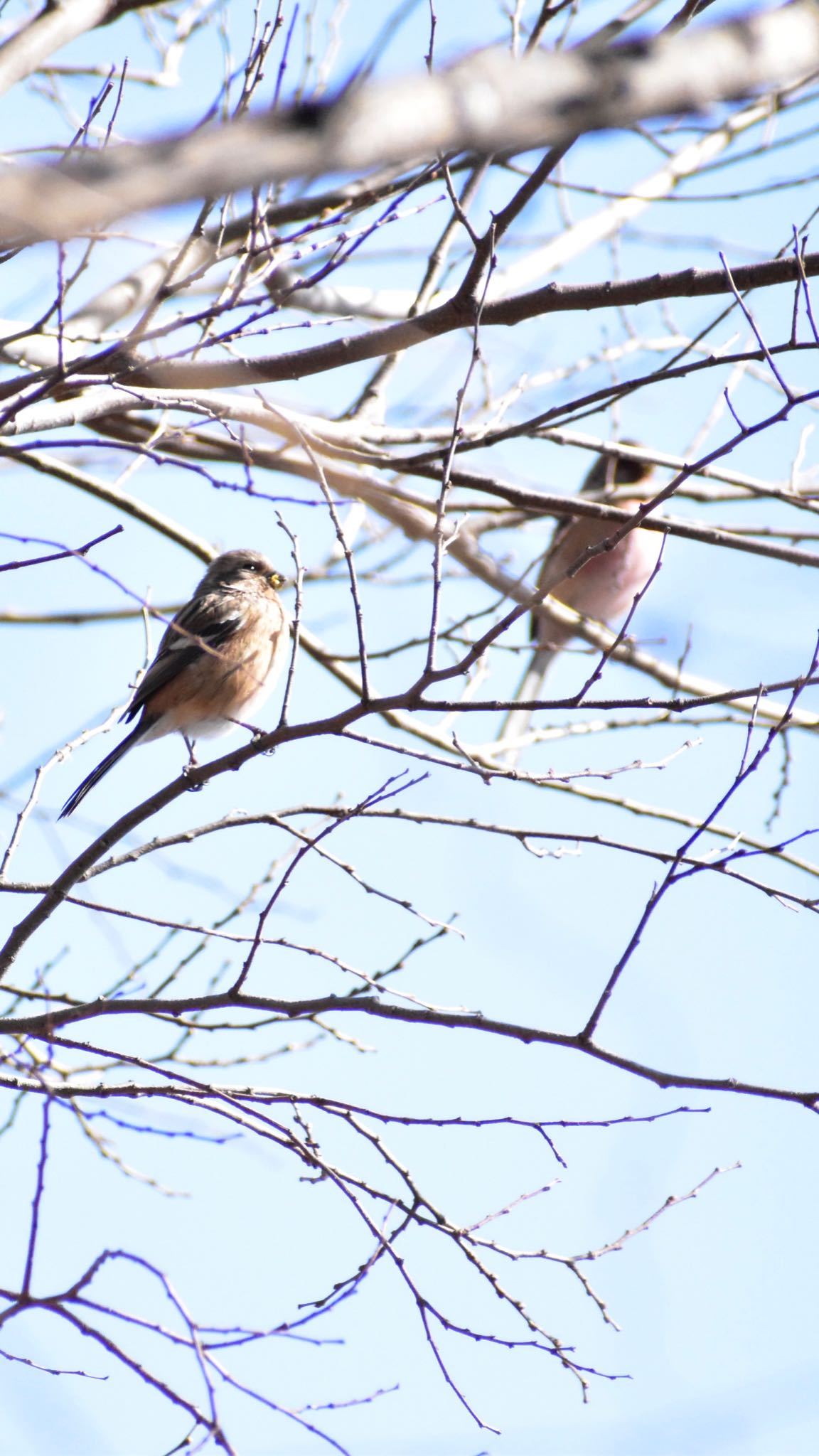 Siberian Long-tailed Rosefinch