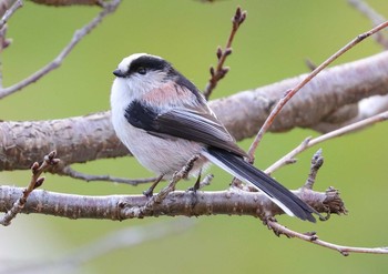 エナガ 滋賀県 2017年1月1日(日)