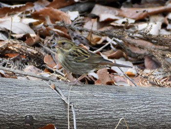 クロジ 愛知県森林公園 2021年3月3日(水)