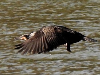 カワウ 愛知県森林公園 2021年3月3日(水)