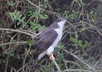 Eurasian Goshawk 岐阜県 Thu, 11/3/2016