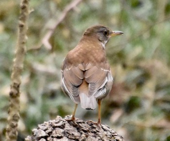 Pale Thrush 秋ヶ瀬公園(野鳥の森) Thu, 3/4/2021