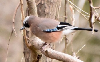 Eurasian Jay 秋ヶ瀬公園(野鳥の森) Thu, 3/4/2021