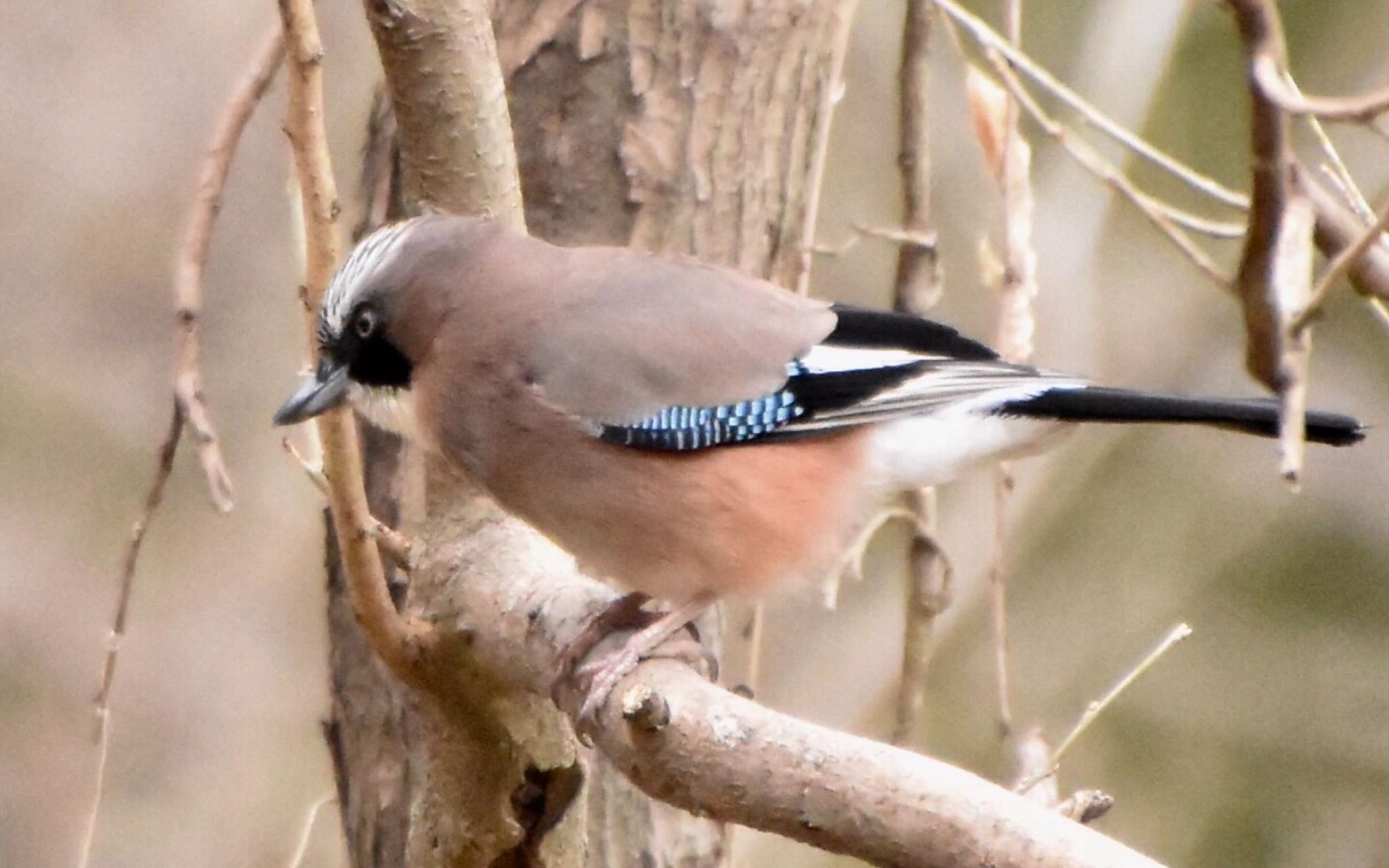 秋ヶ瀬公園(野鳥の森) カケスの写真 by 遼太