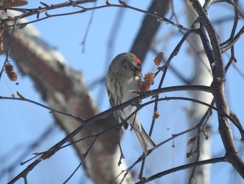 ベニヒワ 札幌モエレ沼公園 2021年1月24日(日)