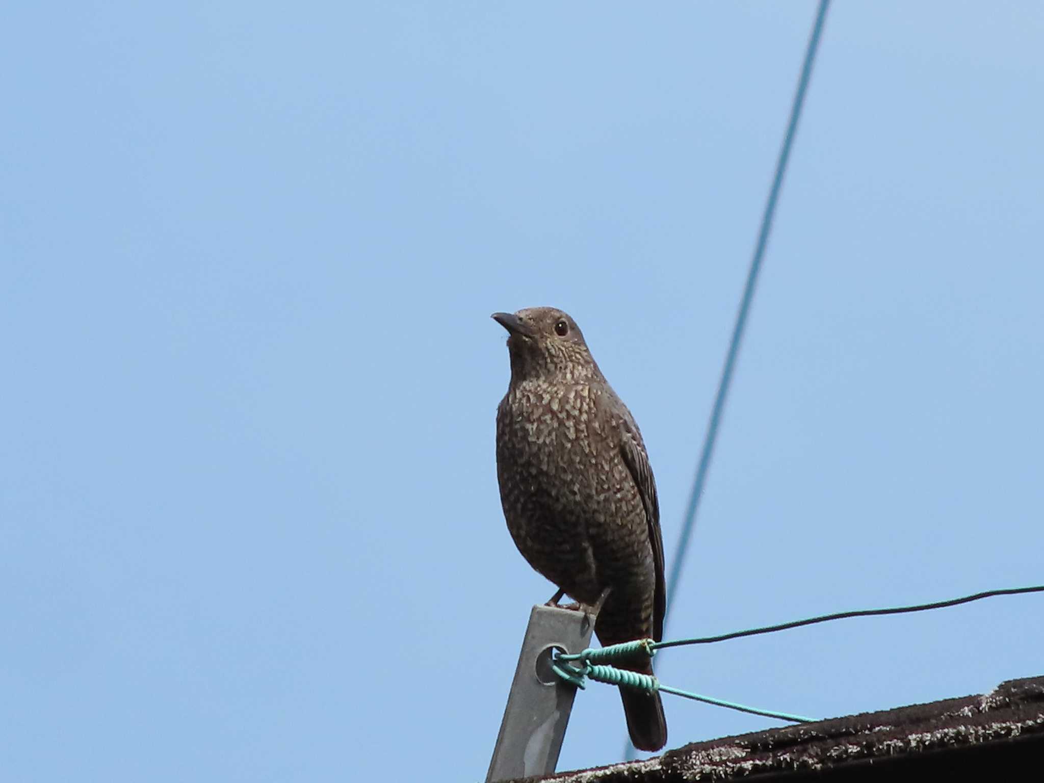 Blue Rock Thrush