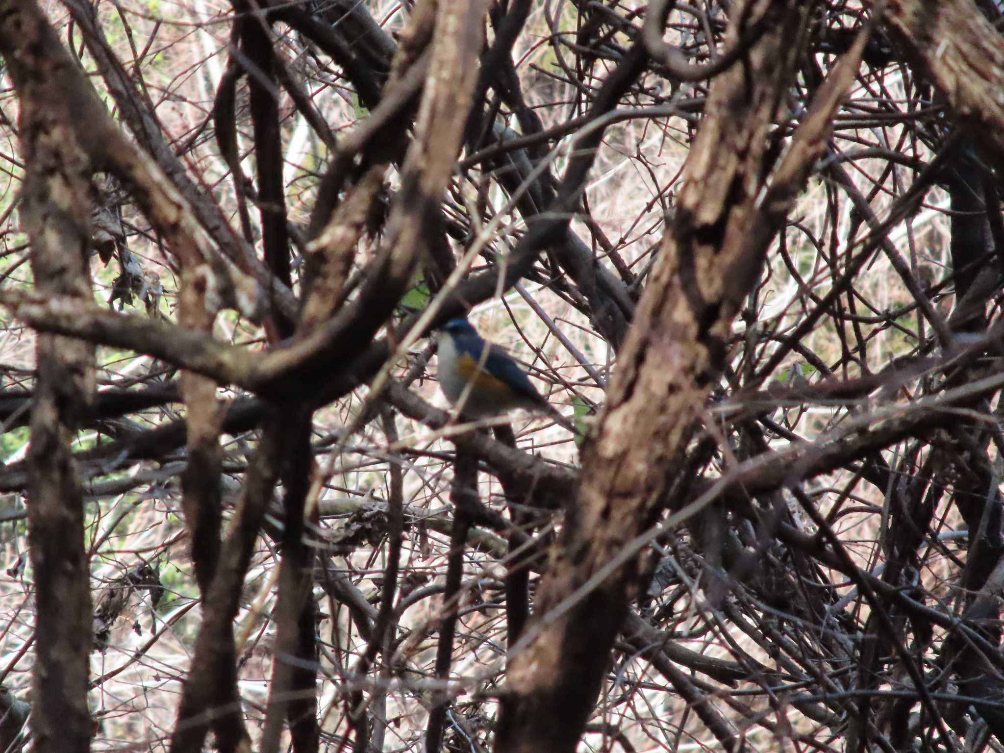 Red-flanked Bluetail