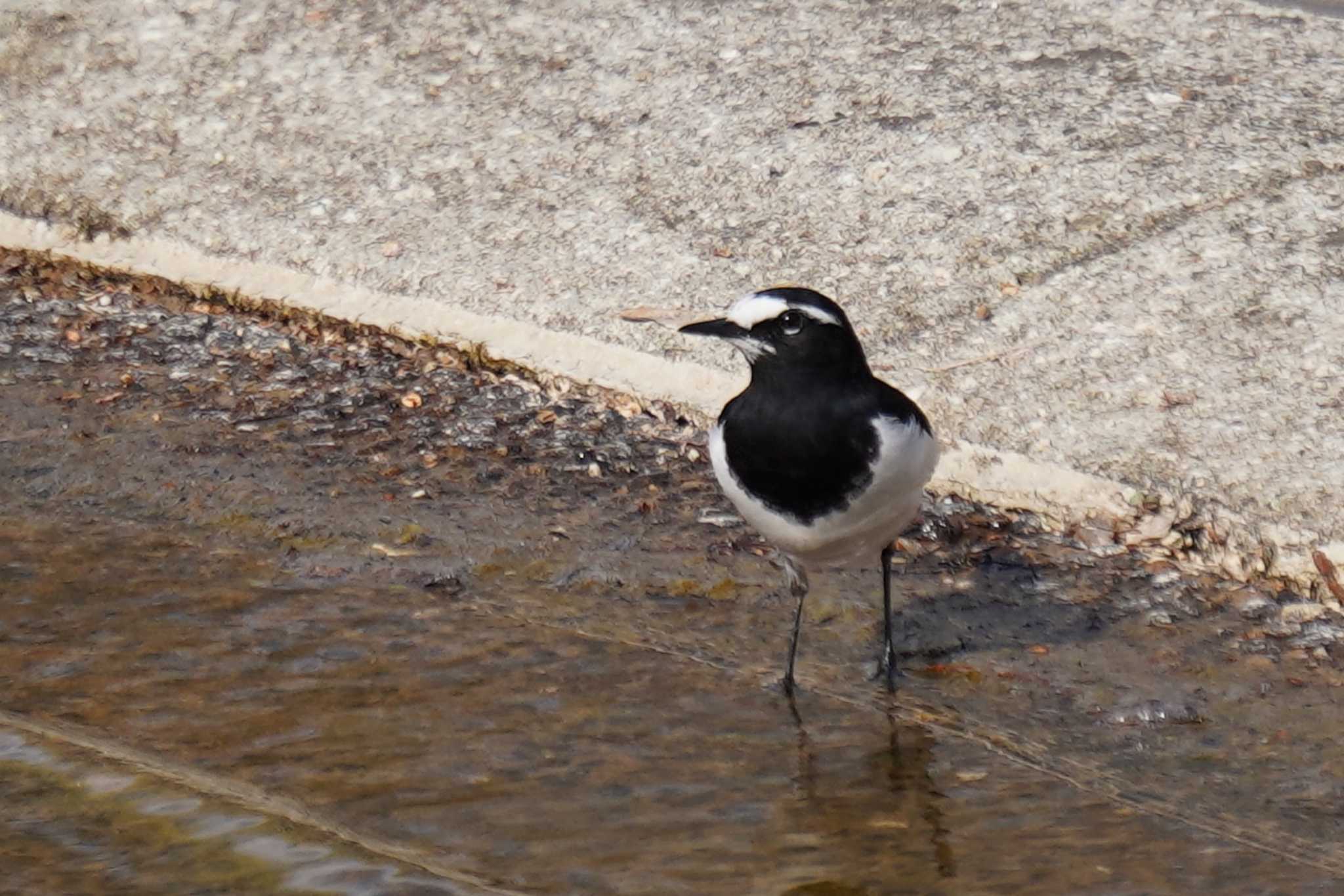 Photo of Japanese Wagtail at 京都府立植物園 by nearco