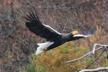 Steller's Sea Eagle 滋賀県 Wed, 12/7/2016