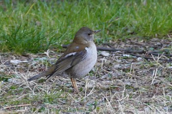 Pale Thrush 彩湖 Sun, 2/28/2021