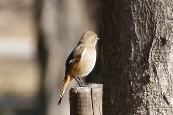 Daurian Redstart 彩湖 Sun, 2/28/2021