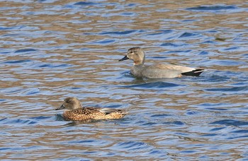 Gadwall 滋賀県 Sat, 12/31/2016