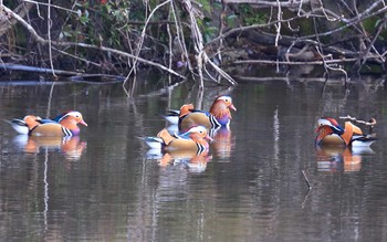 Mandarin Duck 岐阜県 Thu, 11/3/2016