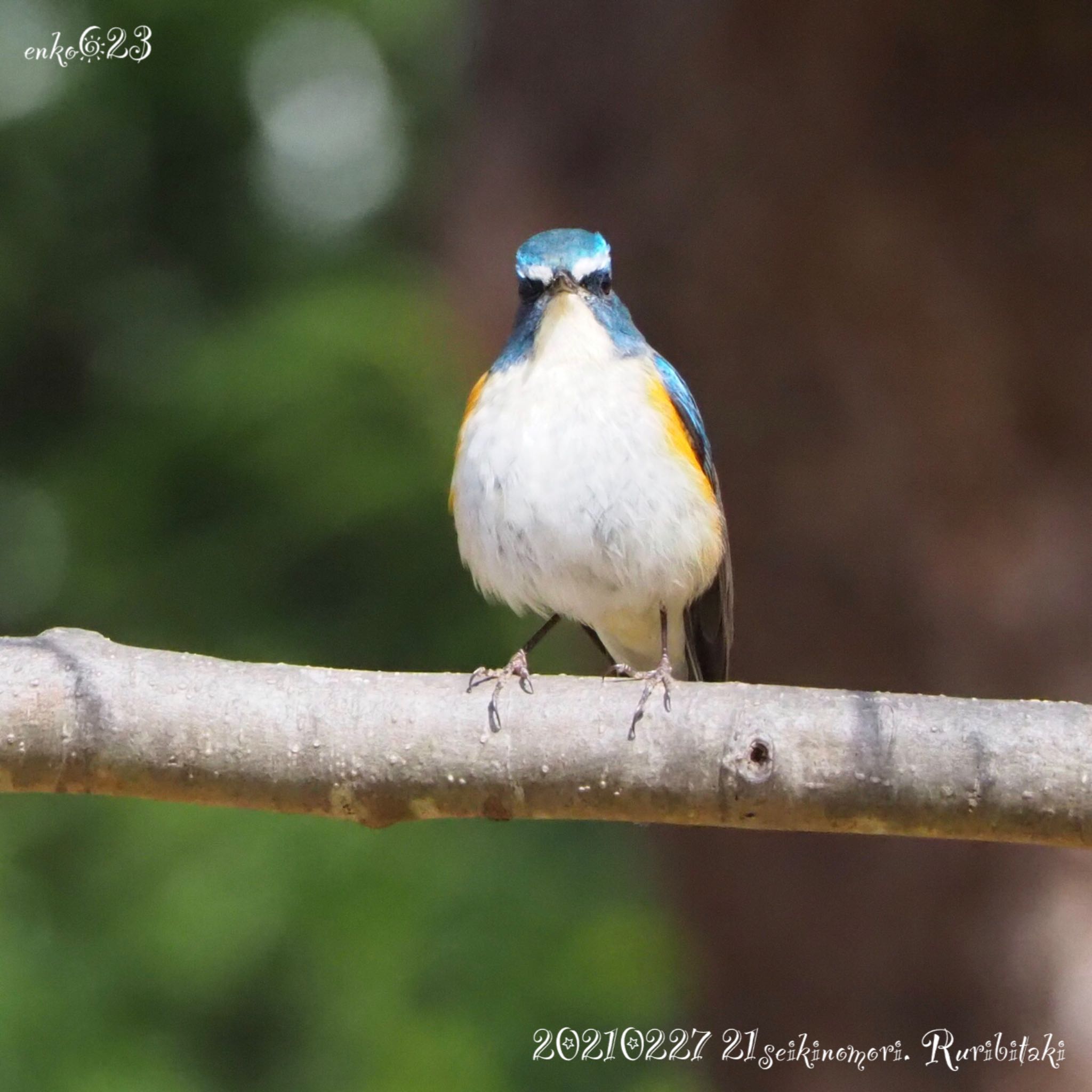 Red-flanked Bluetail