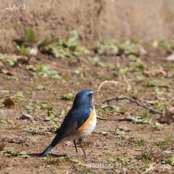 2021年2月27日(土) 21世紀の森と広場(千葉県松戸市)の野鳥観察記録