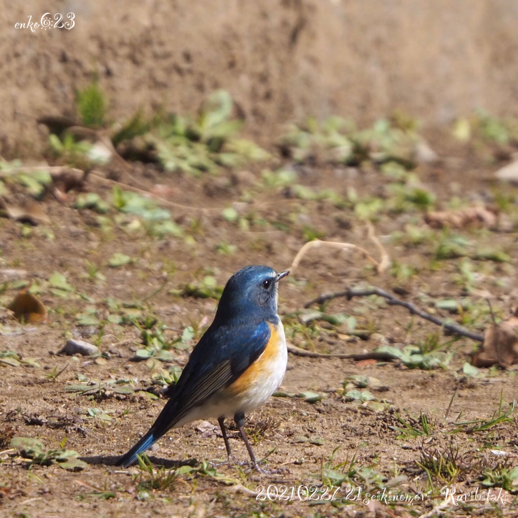 Photo of Red-flanked Bluetail at 21世紀の森と広場(千葉県松戸市) by mk623