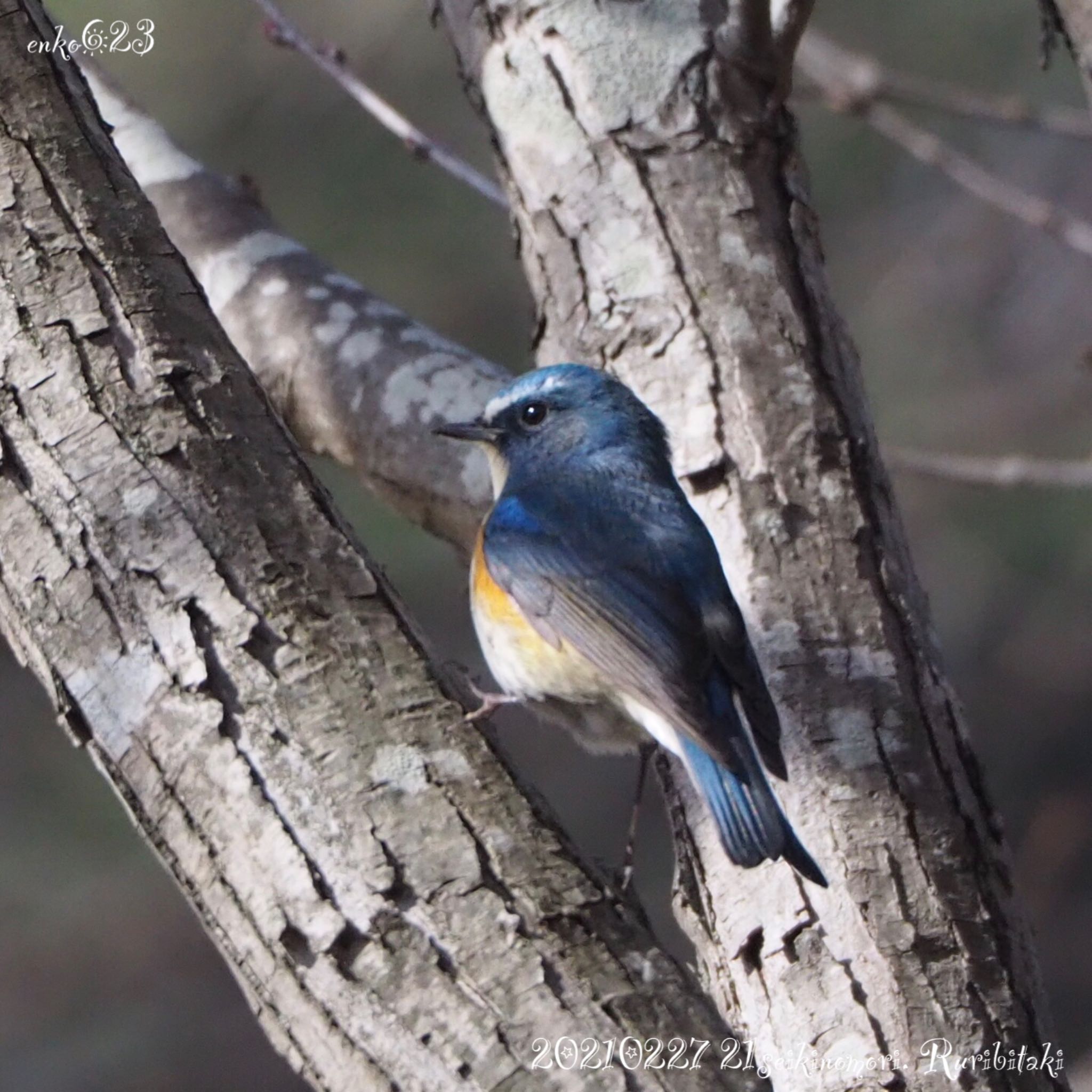 Red-flanked Bluetail