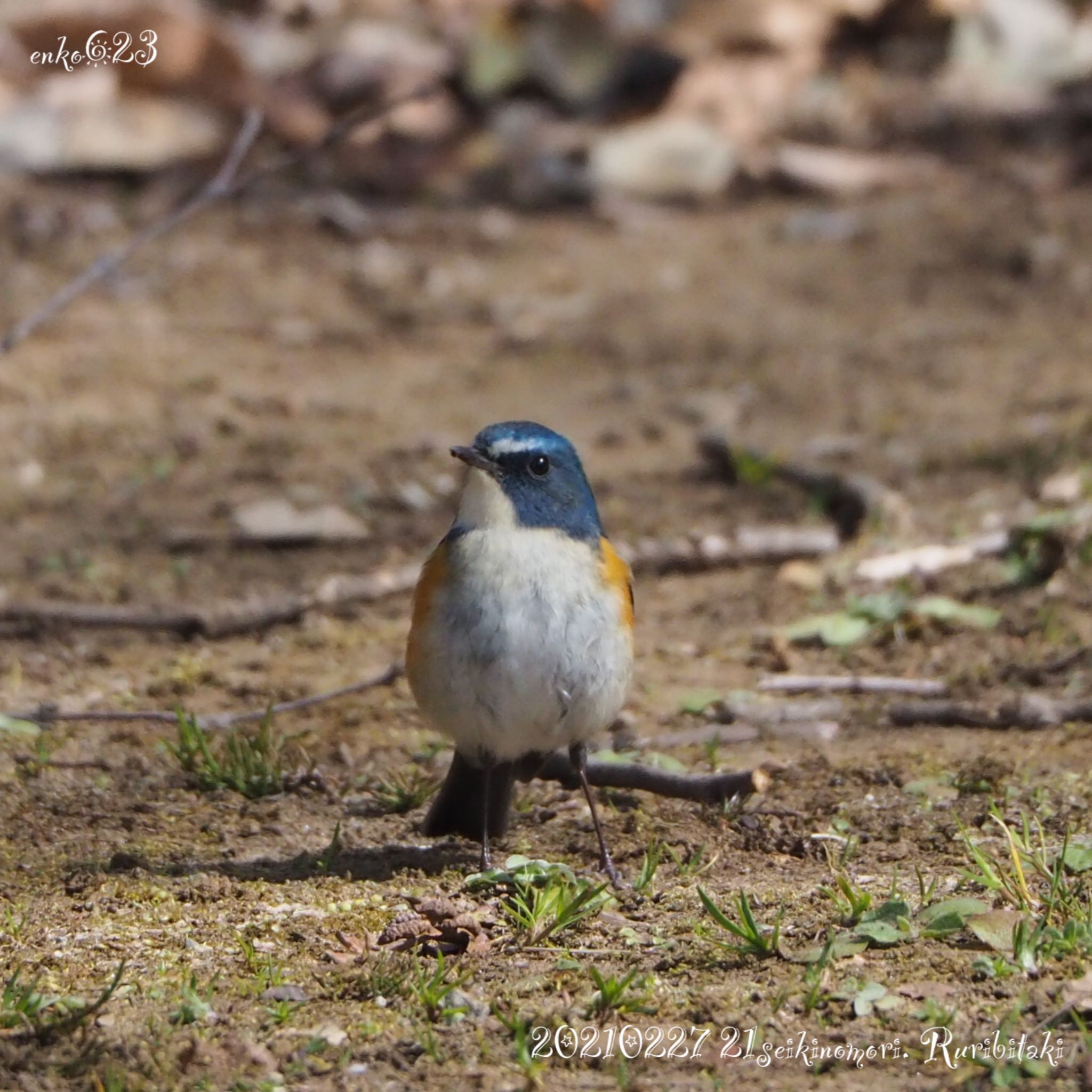 Red-flanked Bluetail