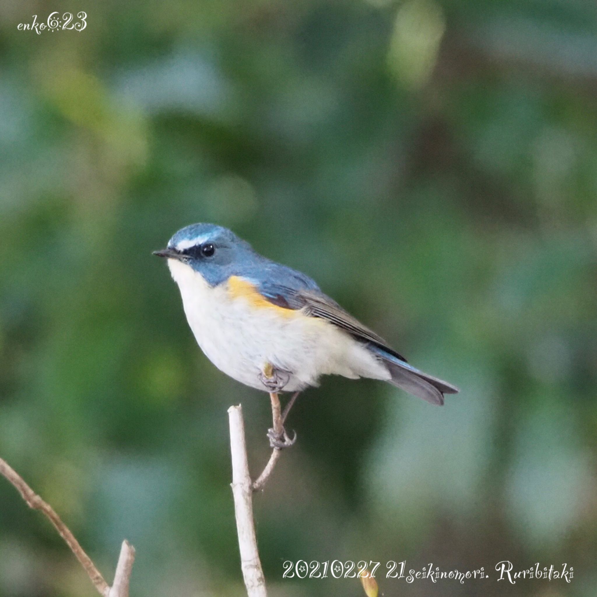 Red-flanked Bluetail