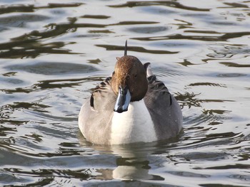 Northern Pintail 滋賀県 Wed, 1/22/2014