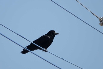 Sun, 2/28/2021 Birding report at 板倉町