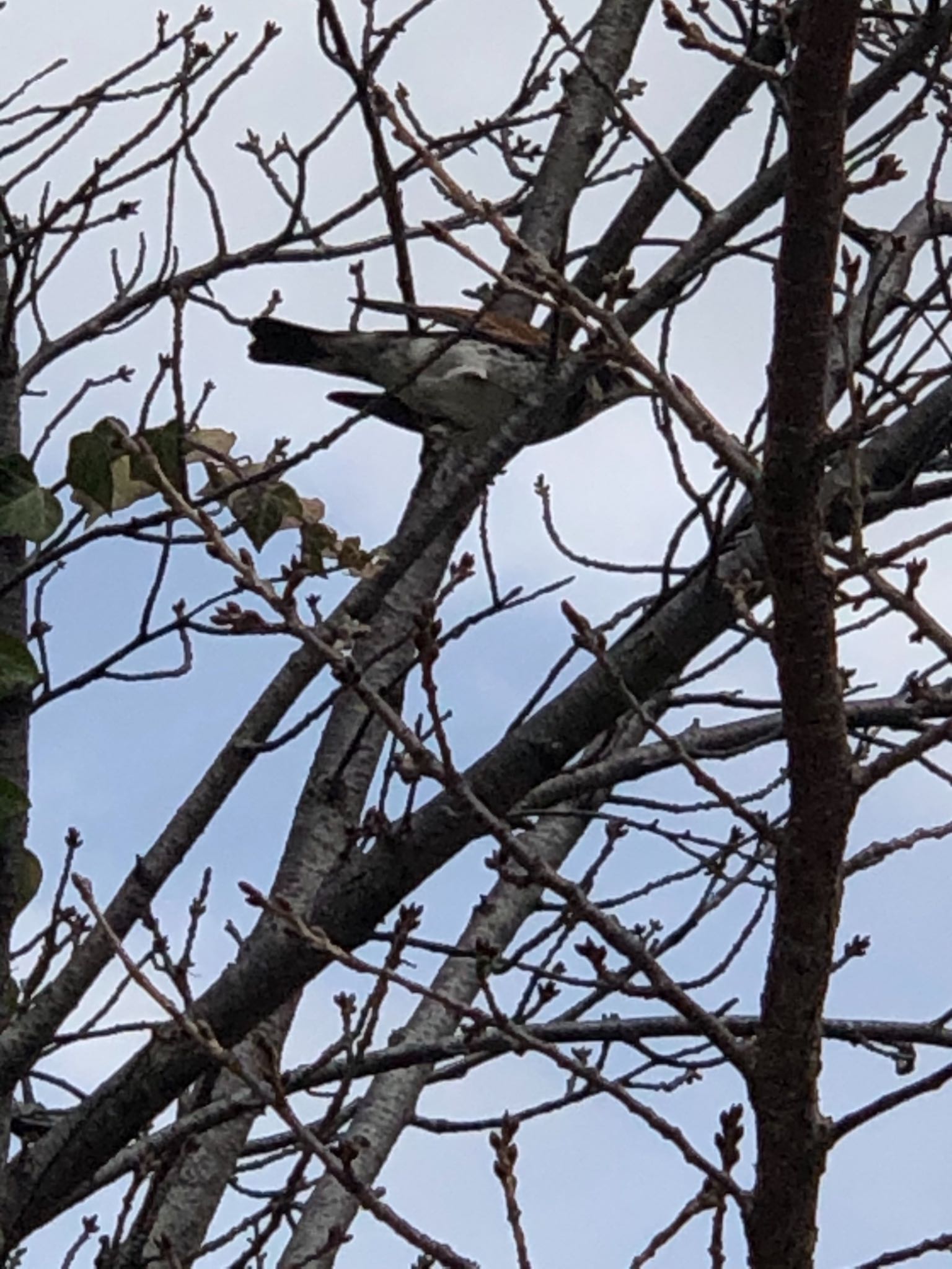 Photo of Dusky Thrush at 堂島川 by アカウント6207