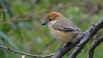 Bull-headed Shrike Unknown Spots Mon, 3/1/2021