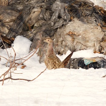 Common Pheasant 伊達市 Thu, 3/4/2021