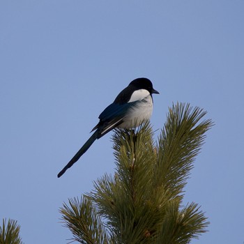 2021年3月4日(木) 室蘭祝津の野鳥観察記録