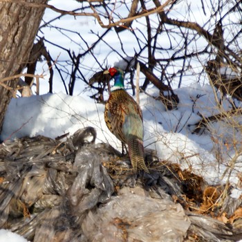 Common Pheasant 伊達市 Thu, 3/4/2021