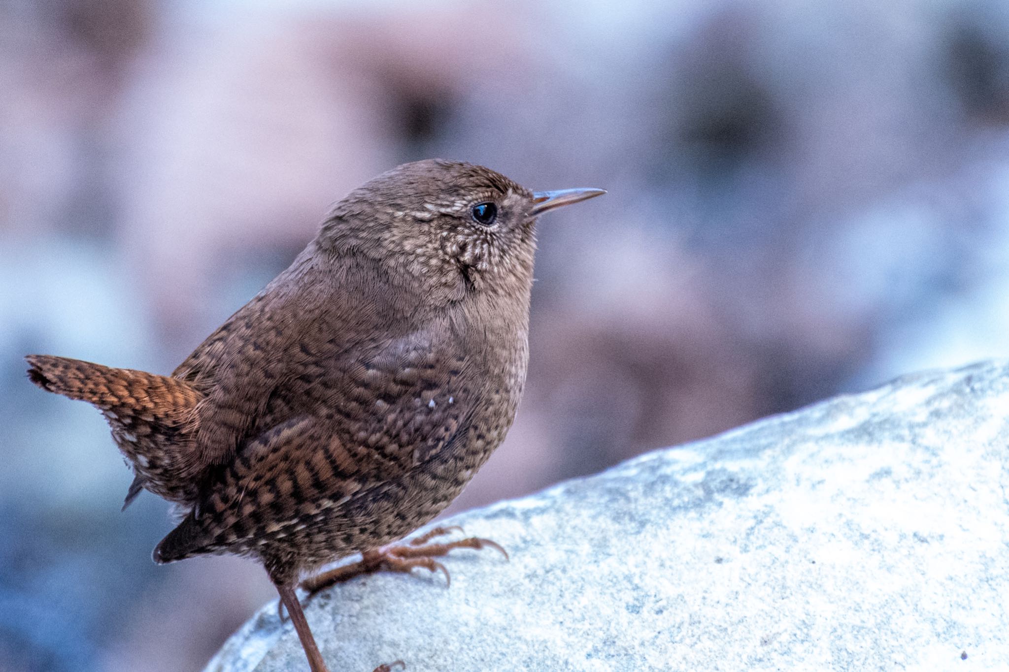 檜原都民の森 ミソサザイの写真 by Marco Birds