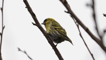 未同定 場所が不明 2021年2月11日(木)