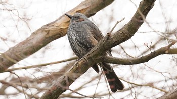 未同定 場所が不明 2021年2月11日(木)