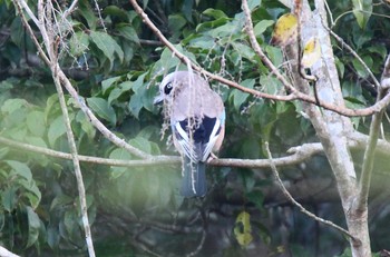 Eurasian Jay 滋賀県 Sun, 11/23/2014