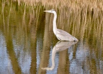 アオサギ 秋ヶ瀬公園 2021年2月28日(日)