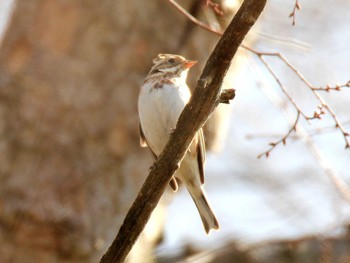 Rustic Bunting 京都府 Sat, 3/22/2014