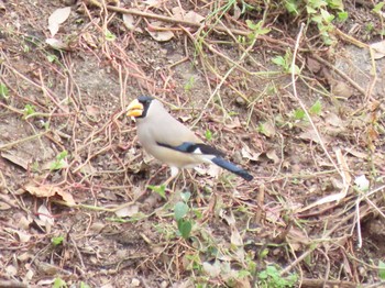 2021年3月4日(木) 山崎川の野鳥観察記録