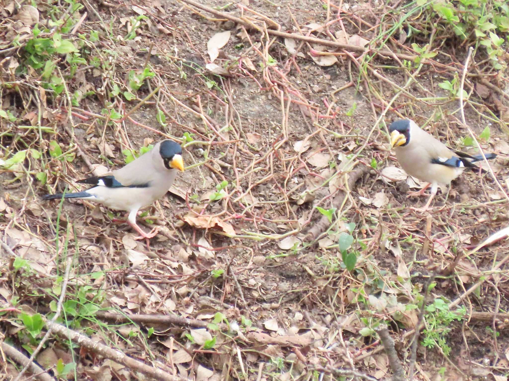 Photo of Japanese Grosbeak at 山崎川 by OHモリ